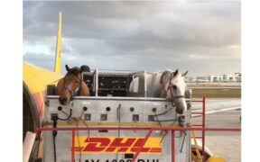 I primi cavalli in volo verso Tokyo 2020: ma come si svolge il trasporto aereo?