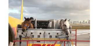 I primi cavalli in volo verso Tokyo 2020: ma come si svolge il trasporto aereo?