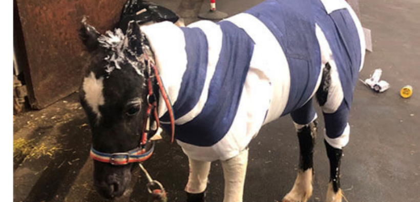 incendi dolosi: grave una puledra di quattro settimane