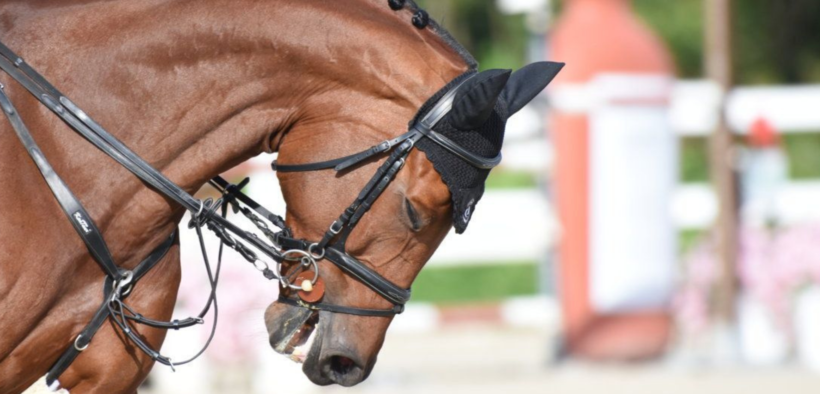 Best Practices del proprietario responsabile: le 5 Libertà alla base del benessere del cavallo
