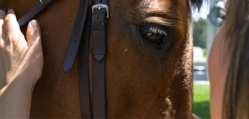 Indagine sulla relazione uomo-cavallo del'Università di Roma: partecipa anche tu al questionario
