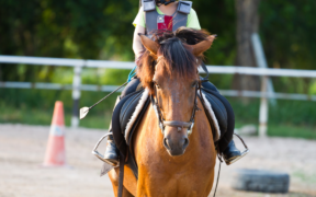 "Equitazione per educare": ne parliamo con l'autrice, Rita Andruetto
