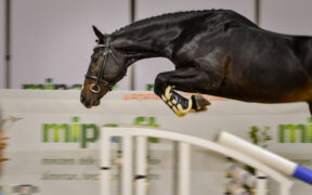 Fieracavalli 2021: riflettori puntati sui migliori esemplari al mondo (60 razze)