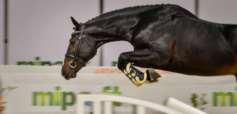 Fieracavalli 2021: riflettori puntati sui migliori esemplari al mondo (60 razze)