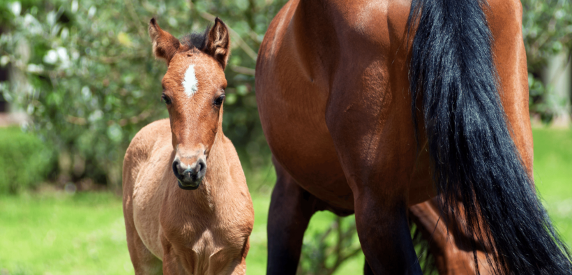 Focus sulla gestione di fattrici e puledri: Best Practices del proprietario responsabile