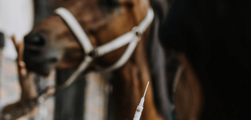 Rinopolmonite: la Société hippique française rende obbligatoria la vaccinazione