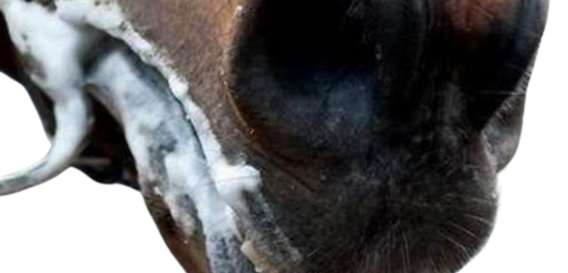 Schiuma finta da bandire: in corso revisioni delle regole del dressage