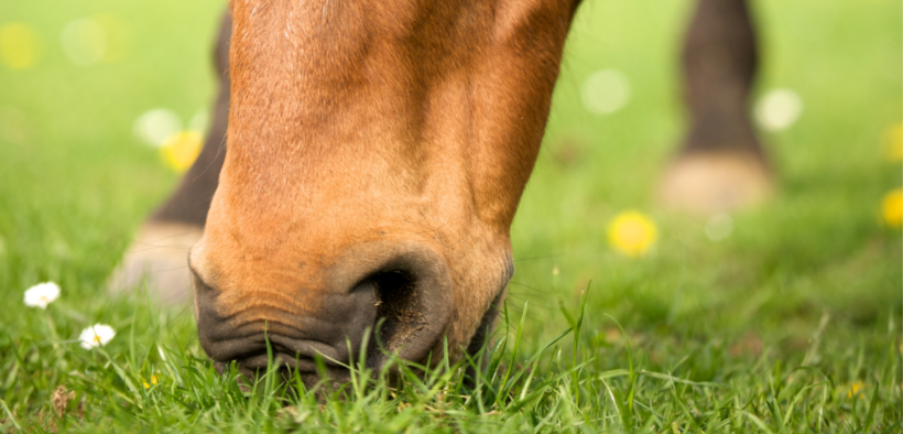Un'intossicazione di fiori d'Adonis ha ucciso 12 cavalli in Francia