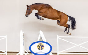 Arriva in Italia Tesla Z, 𝘁𝗼𝗽 𝘀𝗲𝗹𝗹𝗲𝗿 of The Youngsters Auction