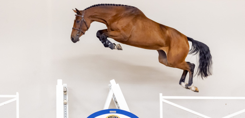 Arriva in Italia Tesla Z, 𝘁𝗼𝗽 𝘀𝗲𝗹𝗹𝗲𝗿 of The Youngsters Auction