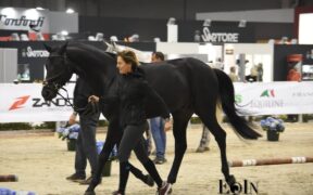 Da domani a Veronafiere 3000 cavalli, 300 aziende e oltre 200 eventi