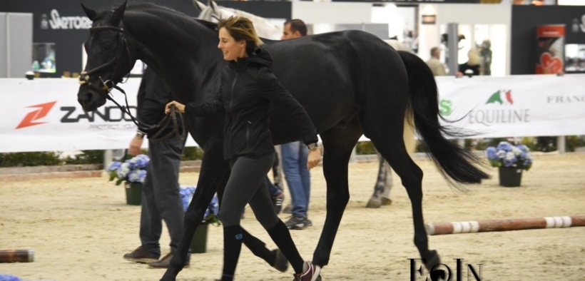 Da domani a Veronafiere 3000 cavalli, 300 aziende e oltre 200 eventi