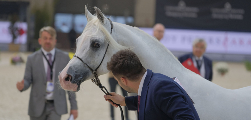 Fieracavalli 2021: il cavallo arabo sotto i riflettori