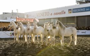 Fieracavalli, buona la prima. Ora si replica con il 2° weekend