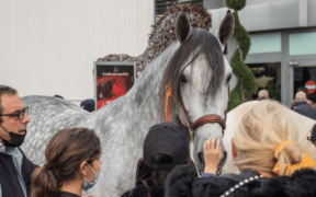 Fieracavalli: gli appuntamenti di sabato 13 e domenica 14 novembre