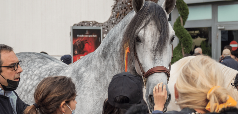 Fieracavalli: gli appuntamenti di sabato 13 e domenica 14 novembre