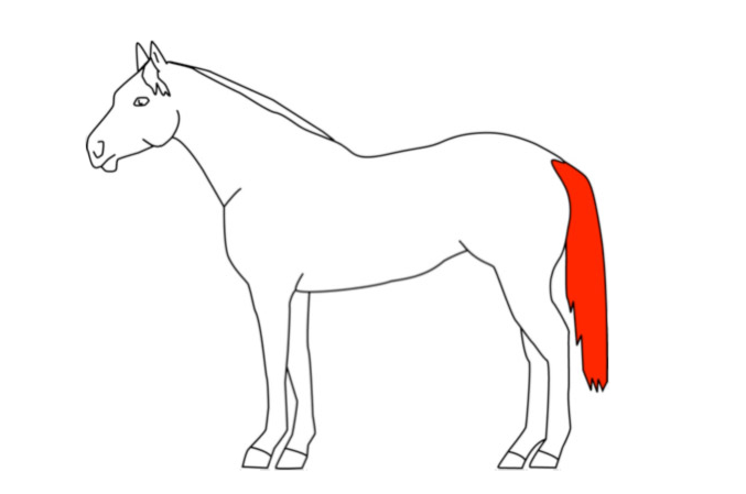 Tosatura dei cavalli: distinguere tra funzionalità e mera estetica 3