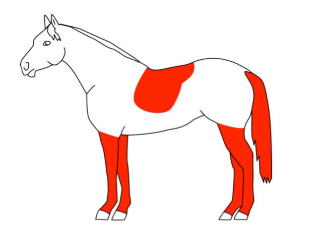 Tosatura dei cavalli: distinguere tra funzionalità e mera estetica 4