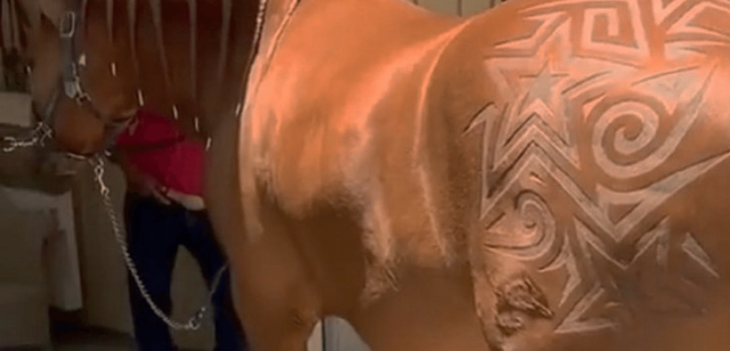 Tosatura dei cavalli: distinguere tra funzionalità e mera estetica