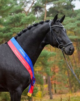 Un figlio di Totilas ha vinto l'Oldenburg Main Premium Title 2021 <p data-wpview-marker=