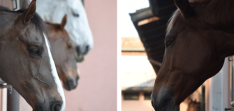 5 segnali chiave che mostrano presenza di ulcera nel cavallo 1