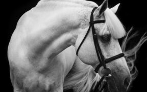 Addio al leggendario Levisto Z [video]