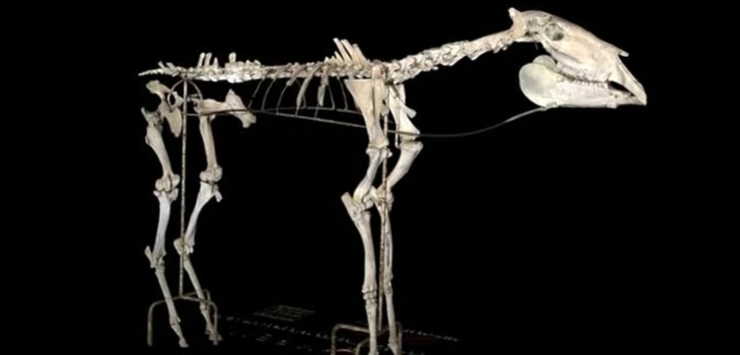 Nuova vita allo scheletro del cavallo di Pompei