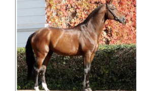 R.I.P. Sergeant Pepper!