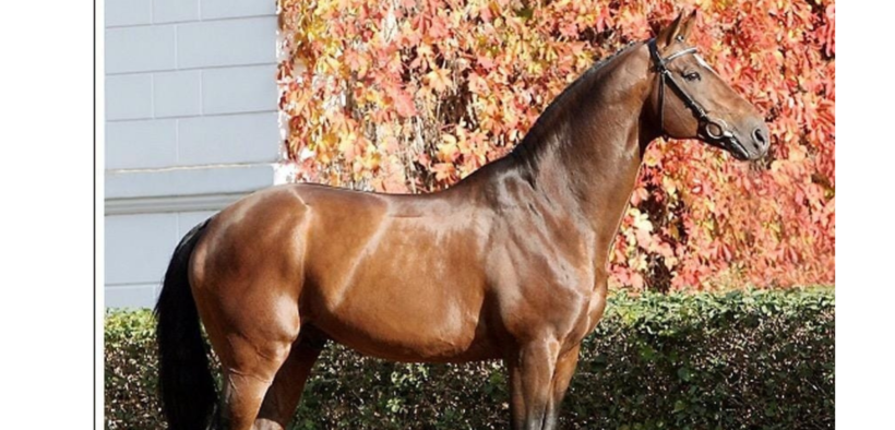 R.I.P. Sergeant Pepper!