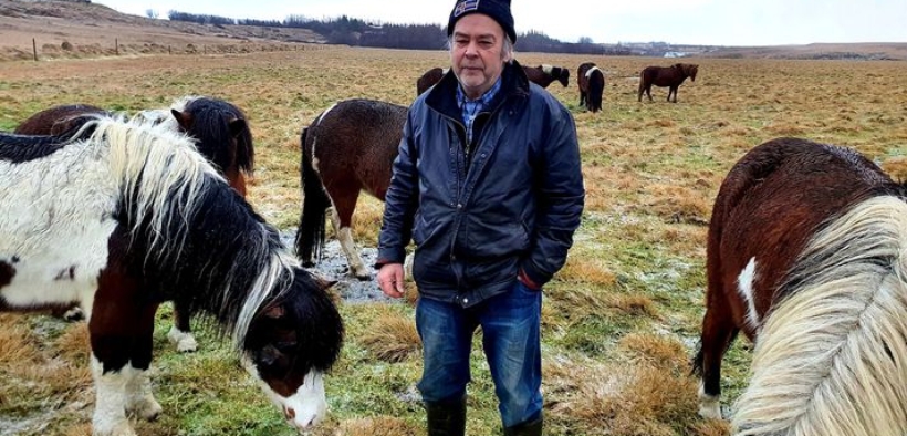 Una nuova razza in Islanda? Scoperti pony del tutto isolati dall'uomo