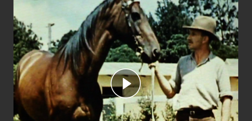 [Video]: Nuova Zelanda 1950, il segreto per ottimi allevamenti era già noto