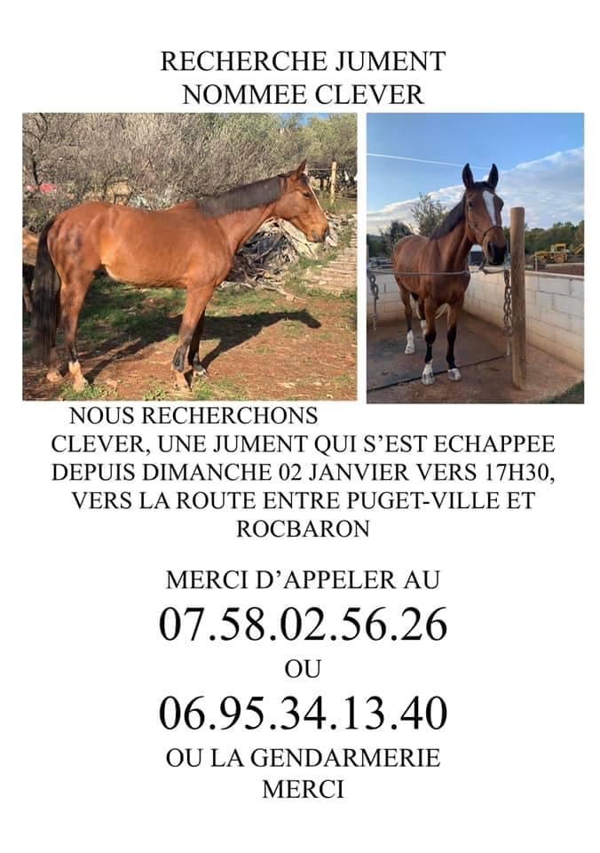 Cavalla scomparsa ritrovata (viva) dopo due settimane!