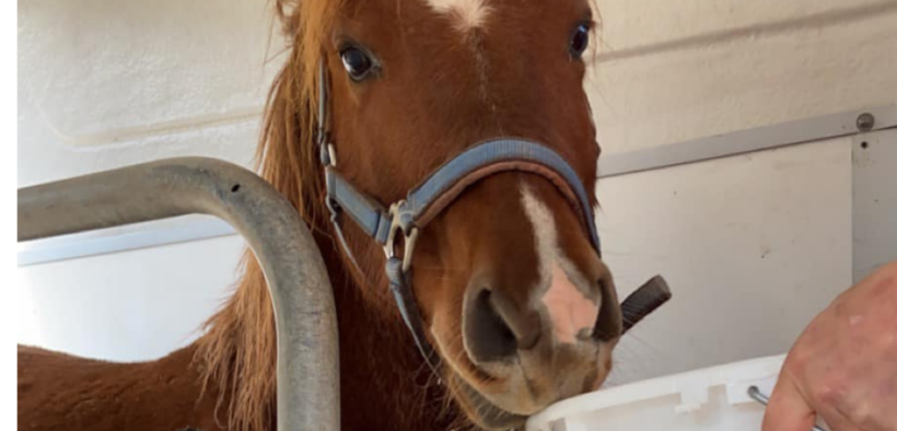 Cose belle! Cavalla scomparsa ritrovata (viva) dopo ben due settimane!