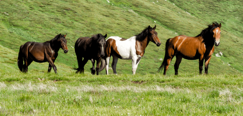 "Di tutti i colori"? No! Futuri proprietari scelgono i cavalli in base al mantello anche per adozioni