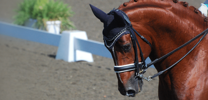 Ecco le nomine FISE per i Dipartimenti di Dressage e Paradressage 2022