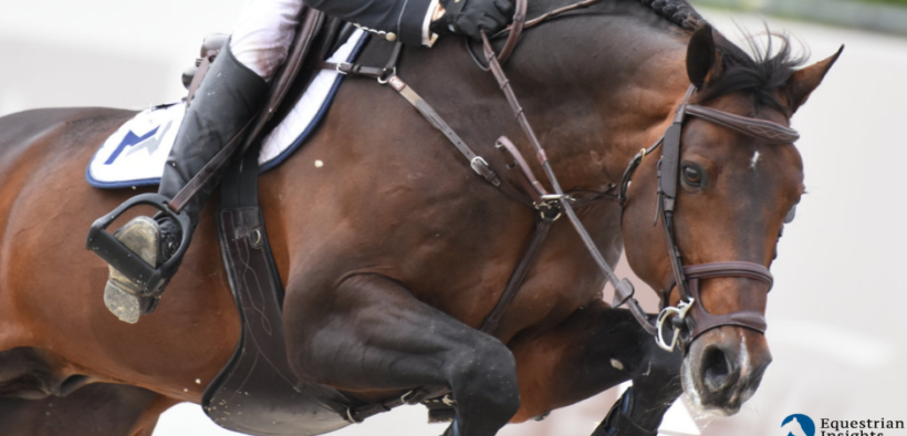 Eletto il cavallo dell'anno per gli Stati Uniti: Balou du Reventon 1