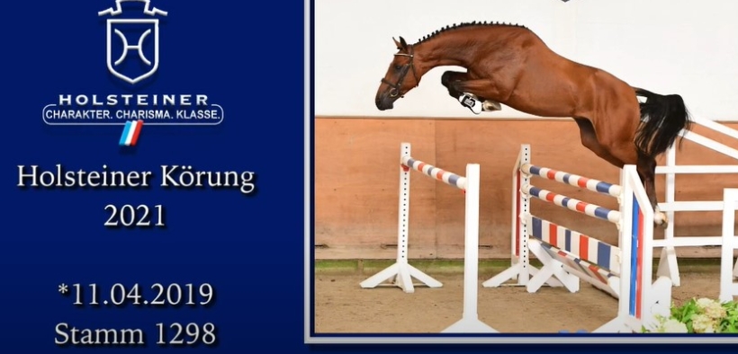 Giovanissimo stallone positivo al doping test per la licenza Holsteiner