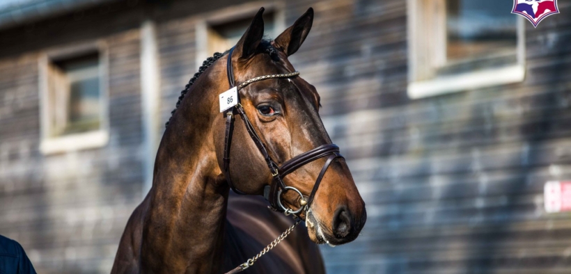 Il giovane stallone Dollar du Rouet ritirato dallo sport