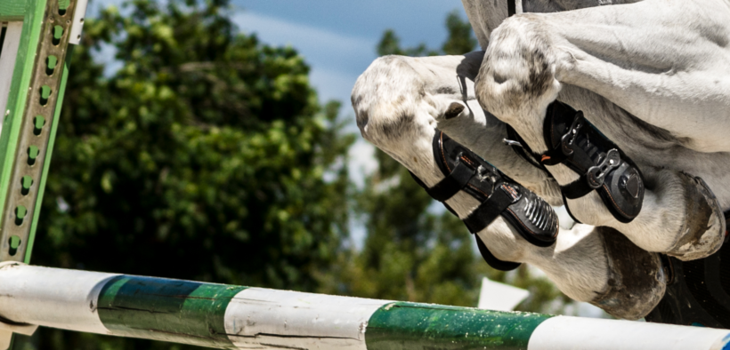 La Federazione Equestre Tedesca (FN) risponde all'affaire Beerbaum