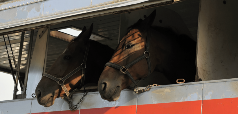 Novità legislative in materia tutela, benessere e trasporto degli animali