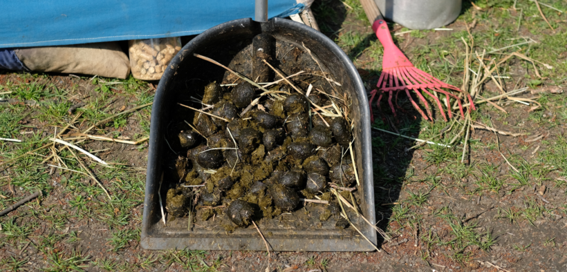 Abusi sullo smaltimento stallatico/lettiere: non a caso proseguono le multe