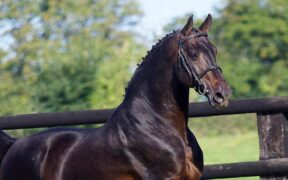 Addio allo stallone olimpico Canturo