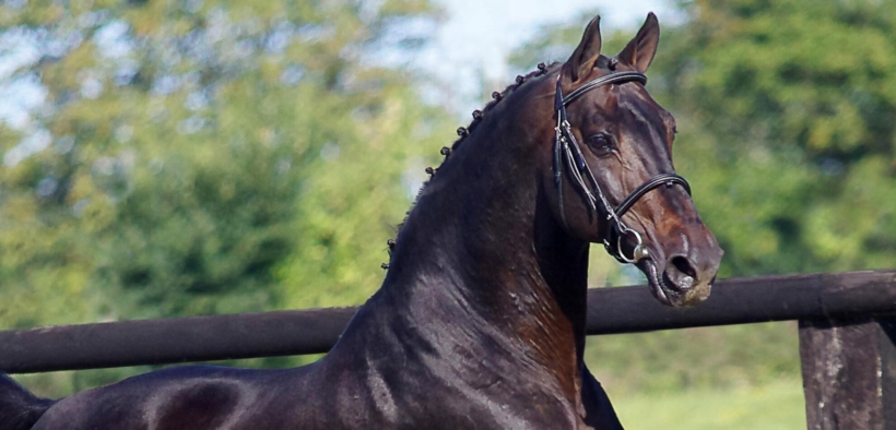 Addio allo stallone olimpico Canturo