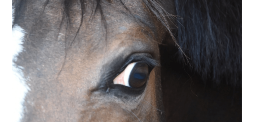 animali costituizione