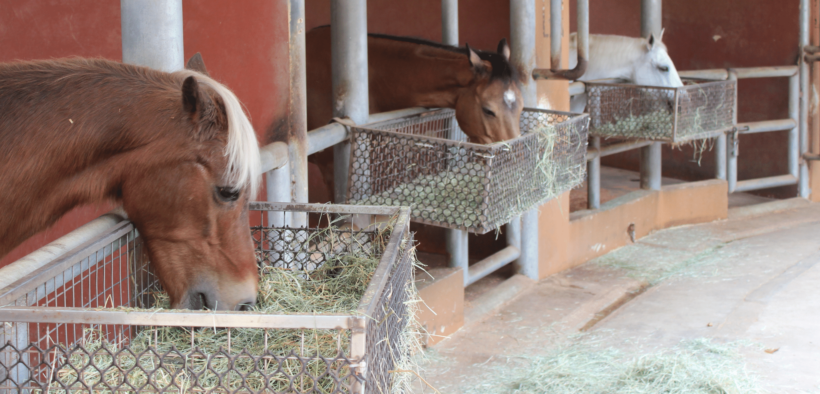 Cavalli e gestione del cibo: non è cosa da sottovalutare 1