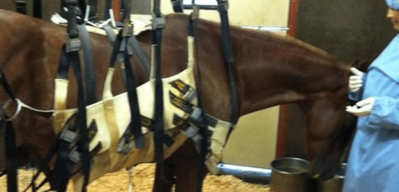 EHV-1: salgono a 19 i cavalli contagiati in concorso in Florida; blocco della FEI