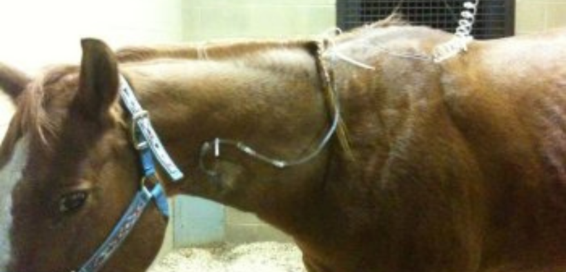 EHV/Rinopolmonite, Desert Horse Park informa: la situazione è grave e atipica