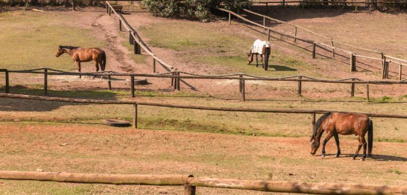 IHP cerca personale da assumere per lavorare con i cavalli al centro di recupero