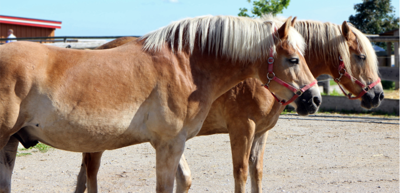 Il sanguinoso business per ottenere il PMSG (Pregnant Mare Serum Gonadotropin) diventa illegale in Germania