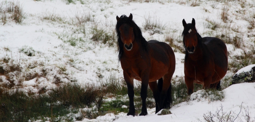 Troppi ostacoli per i Cavalli dell'Aveto: impasse allo status di “popolazione rewild protetta”